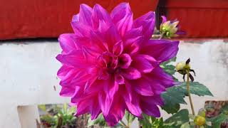 Care of Dahlia Plant (English) || How to Grow and Care Dahlia Plant