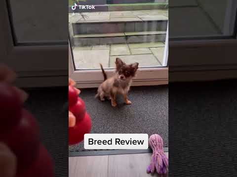 What is the most abused dog breed?