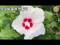 hibiscus management tips flower sweet potatoes and hydrangeas making mugunghwa body shape