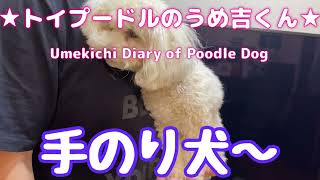 手のり犬〜 ★トイプードルのうめ吉くん（762日目)★Umekichi Diary of Poodle Dog