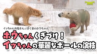 【天王寺動物園】ホウちゃんくぎづけ！🐻‍❄️🔴🐻‍❄️イッちゃんの華麗なボールの演技[Tennnoji Zoo] Polar bear, Icchan and Houchan.