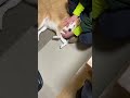 柴犬あずき　お父さんのマッサージは最高