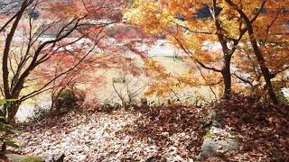 矢部川源流公園の紅葉