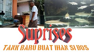 Beli Aquarium untuk isi ikan Dewa..