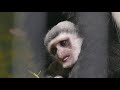 2019.1.18 abyssinian colobus　アビシニアコロブス　成長記録no.8　（日本平動物園）