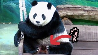 圓仔坐在鞦韆上等待，來到許願洞領點心|熊貓貓熊The Giant Panda Yuan Yuan and Yuan Bao|台北市立動物園