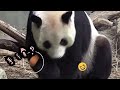 圓圓找到食物手沒接好自己嚇一跳，圓圓好可愛|熊貓貓熊The Giant Panda Yuan Yuan and Yuan Bao|台北市立動物園