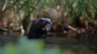 Animals on the Wetlands of the Nile | BBC Earth