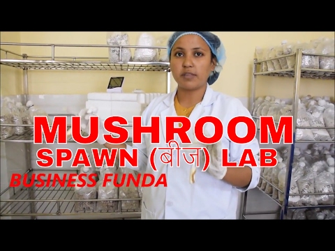 HOW TO CREATE MUSHROOMS SEEDS मशरुस के बीजो को कैसे तैयार करते है HOW TO CREATE MUSHROOMS SEEDS मशरुस के बीजो को कैसे तैयार करते है
