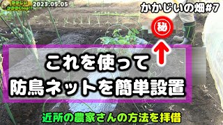 【畑#7】鳥害対策！ 苺の植え付けと鳥対策 他作物の経過報告も【はじめての市民農園】【女峰】【エンジェルエイトAE】【白オクラ】【ミニトマト】【ラブリーさくら】【甘っ子】【イエローアイコ】【防鳥ネット