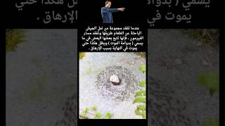 فيديوهات شورتس دوامة الموت في نمل الجيش #shortvideo #shorts #short