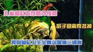 孔雀鱼缸收获意外惊喜，胡子鱼离奇阵亡，分享我的鱼缸除藻三剑客