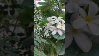 Plumeria / Champa Blooms