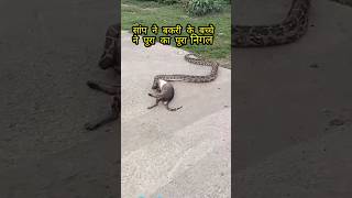 अजगर सांप ने बकरी के बच्चे को निगल गया #amazingsnake #anaconda #snakefacts #snake