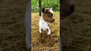 goat baby goats #animal #babygoats #babysocute #babygoatssounds #catssounds #baby #shorts #shortbaby