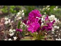 Where the Bloom Keeps Breathing | Spiritual Ambient Folk ( 80 Minutes of Music )