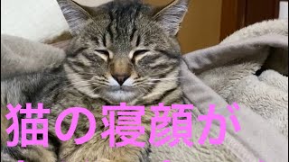 猫の寝顔がおじいちゃん過ぎる（笑）#Shorts#おもしろ #猫 #かわいい