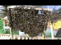 la ruche allemande mellifera city box