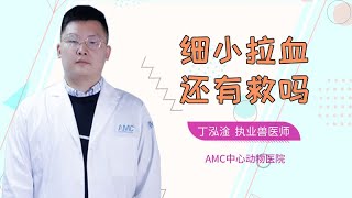 狗狗細小拉血還有救嗎