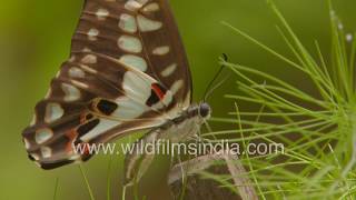 Common Jay and Oriental Plain Tiger - Indian Butterflies