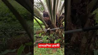 একজন প্রবাসী#ভিডিওটি_ভালো_লাগলে_অবশ্যই_চ্যানেলটি_সাবস্ক্রাইব_করবেন #শর্ট #ভাইরাল #ভিডিও #funny #