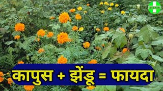 कापुसामध्ये झेंडू लावण्याचे फायदे।trap crop in cotton,। कापूस पिक।फुल शेती