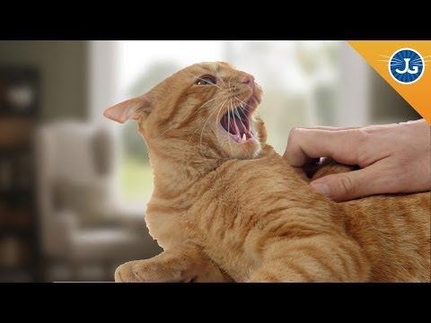 You’re Petting Your Cat All Wrong! You’re Petting Your Cat All Wrong!