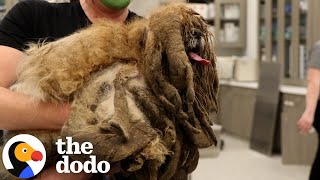 Extremely Matted Dog Transforms To The Cutest Pup | The Dodo