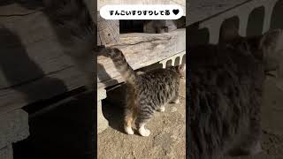 島で唯一のカフェで子猫に出会った！くそ可愛い！連日この子をアップするよ〜