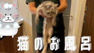 【猫のお風呂 】猫は濡れるとガリガリかな？【ペルシャ】