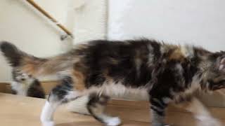 愛くるしいメインクーン子猫つばきちゃん