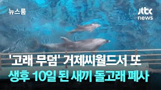 '고래 무덤' 거제씨월드서 또…생후 10일 된 새끼 돌고래 폐사 / JTBC 뉴스룸