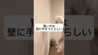 【賢い犬チャレンジ】賢い犬は壁に手をつくらしい……  やってみた！　#maltese #マルチーズ #癒し動画 #子犬のいる生活 #dog #犬 #賢い犬 #チャレンジ