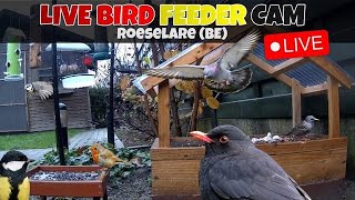 🔴 LIVE Flemish garden birdfeedercam - Roeselare (Belgium🇧🇪) (Full HD)