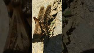 昆虫  トノサマバッタの産卵/Migratory locust spawning