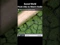 Secret World | From Atto to Macro | Quantum to Macro Level #shorts #trending #shortsfeed #ytshorts