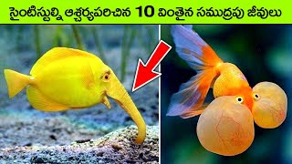 MOST UNIQUE SEA CREATURES IN WORLD | deep sea creature | facts in telugu | telugu news | top 10 fact