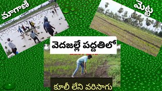 వెద జల్లే పద్దతిలో||కూలీ లేని వరి సాగు ||మెట్ట కి మాగాణికీ తేడా