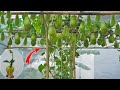 Tips for growing chayote from fruit, growing this way chayote grows quickly and has many fruits