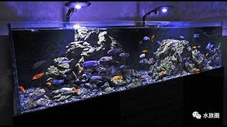 三湖-珍珠虎系列 马拉维 malawi 三湖慈鲷 cichlid シクリッド Cichlid  시클리드 วงศ์ปลาหมอสี