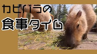 カピバラの食事タイム