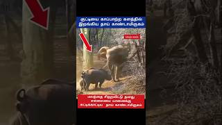 குட்டியை காப்பாற்ற யானையுடன் மோதிய தாய்.! 😱 #shorts #trending #animals