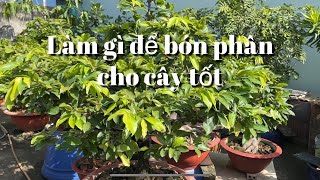 Làm gì để bón phân cho cây mai được tốt // 28-6 âl