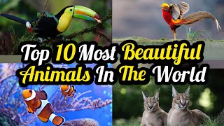 Top 10 Most Beautiful Animals In The World 2024
