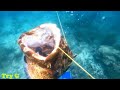 Catching Grouper-Panah Kerapu Tiger|Spearfishing Indonesia