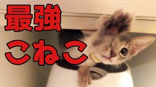 アビシニアン、ロシアンブルーMIX子猫（れのん過去編）