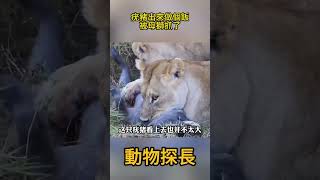 小疣豬出來做個飯，就被母獅抓走了 #動物世界 #獅子#疣豬