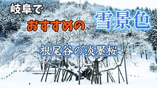 【雪景色】根尾谷の淡墨桜を撮影する　｜岐阜県｜本巣市｜日本三大桜｜動画｜静止画｜GH5s｜G8｜