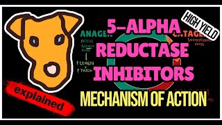 5 ALPHA REDUCTASE INHIBITORS Finasteride, Dutasteride. Mechanism of Action in BPH Alopecia Hirsutism