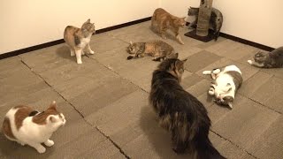 猫たちの爪とぎ部屋